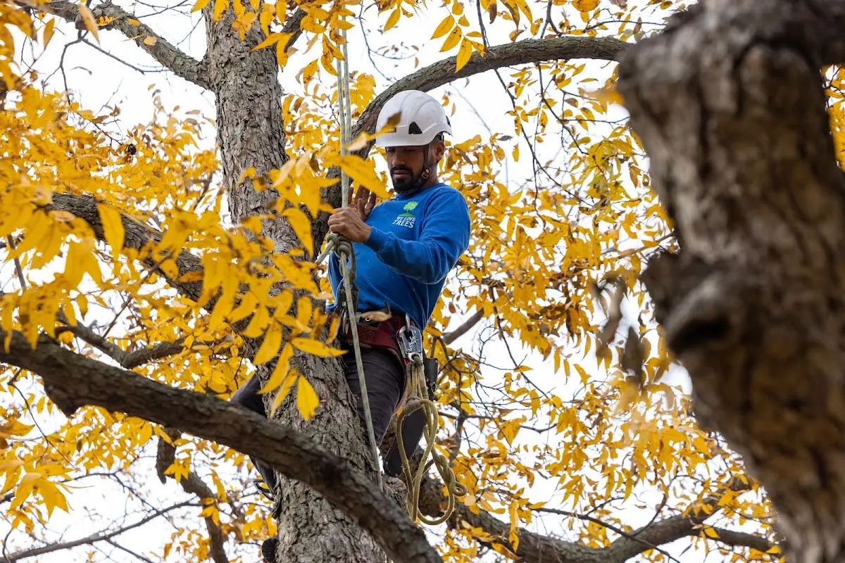 Skilled Tree Planting crew working in Harwood