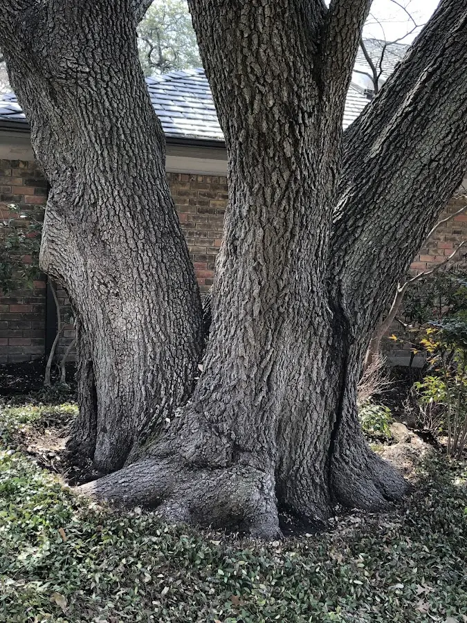 Mature heritage tree close to a Harwood property cared for by certified arborists